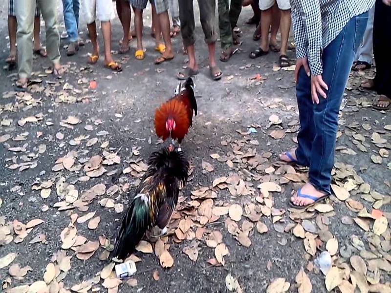 Đá gà đông timor 6