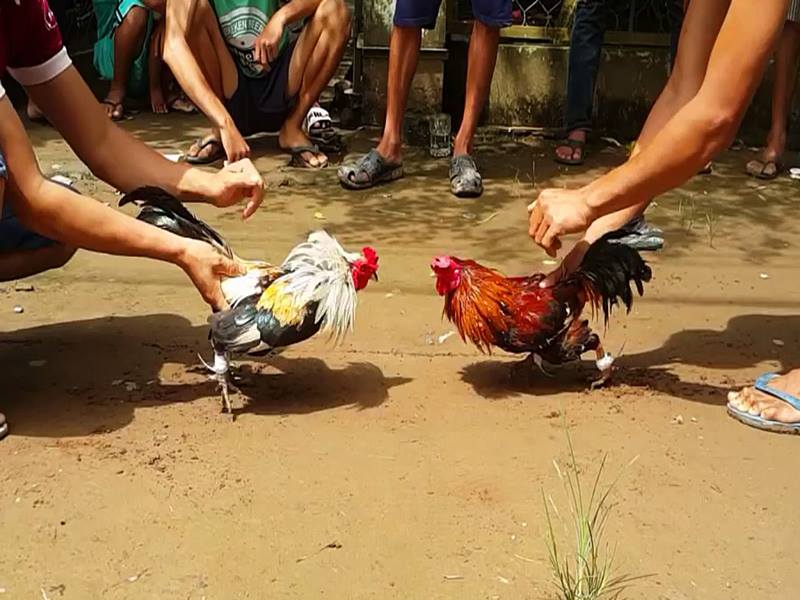 Đá gà ăn tiền trực tiếp 6