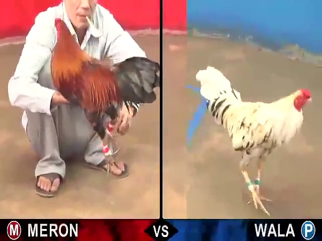Đá gà ăn tiền trực tiếp 3