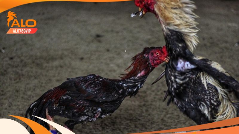 Đá gà cpc2 - đấu trường đẳng cấp với nhiều trận gà kinh điển 4 Trực tiếp đá gà cpc2 đầy đủ và chi tiết