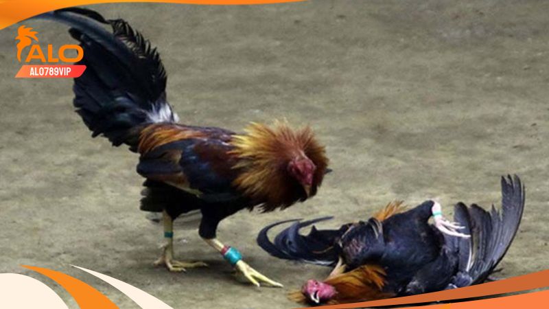 Đá gà cpc3 - trải nghiệm những màn tranh tài đầy mãn nhãn 6 Theo dõi lịch thi đấu cpc3 cực chuẩn xác tại alo789