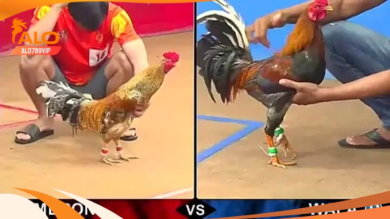 Đá gà cpc4 - sảnh đá gà lớn với những trận đấu mãn nhãn 5 Xác định kết quả của trận đá gà trên cpc4