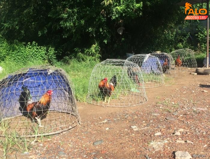 Hướng dẫn tham gia cá cược đá gà đòn dễ dàng